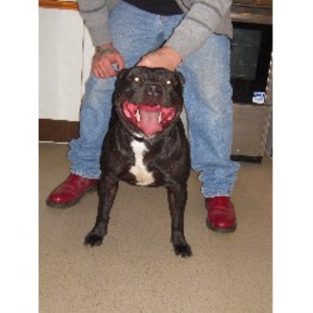 Staffordshire Bull Terrier Stud in Essex