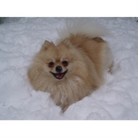 Pomeranian Stud in Wiltshire