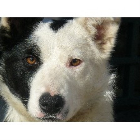 Border Collie Stud in North Yorkshire