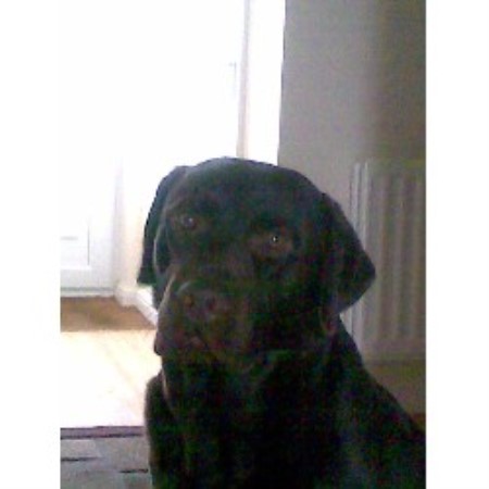 Labrador Retriever Stud in Oxfordshire