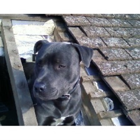 Staffordshire Bull Terrier Stud in Oxfordshire