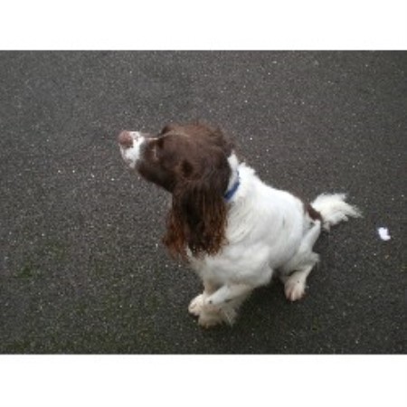 English Springer Spaniel Stud in Nottinghamshire
