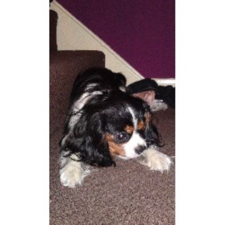 Cavalier King Charles Spaniel Stud in Bedfordshire