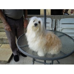Havanese Breeder in Tamworth, Staffordshire