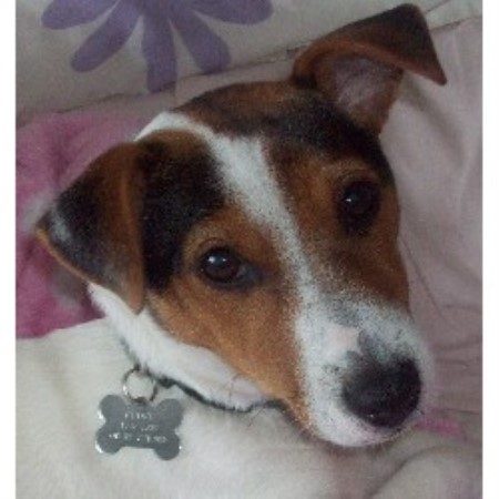 Jack Russell Terrier Stud in Devon