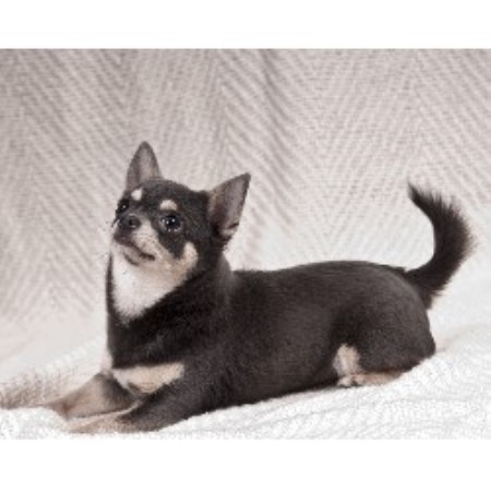 Chihuahua Stud in Northamptonshire