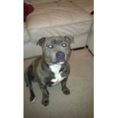 Staffordshire Bull Terrier Stud in Leicestershire