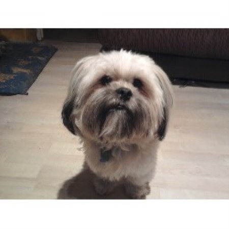 Lhasa Apso Stud in North Yorkshire