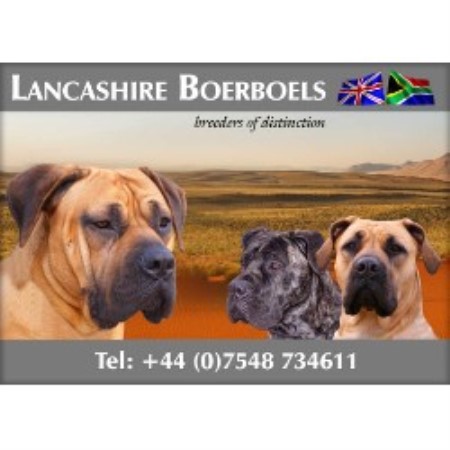 Bullmastiff Breeder in Lancashire, Lancashire