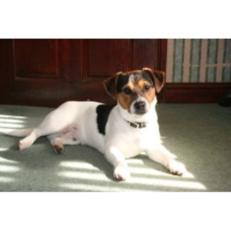 Dog Rescue Cambridgeshire Uk Dog Rescue Cambridgeshire Uk