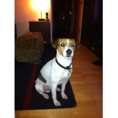 Parson Russell Terrier Stud in London