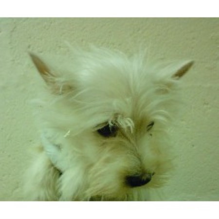 West Highland White Terrier Breeder in Cumnock, Ayrshire