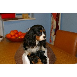 Cavalier King Charles Spaniel Breeder in Stockton On Tees, Durham