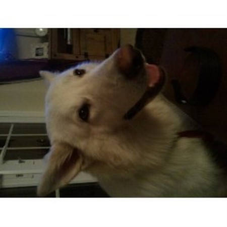 German Shepherd Dog Stud in Norfolk