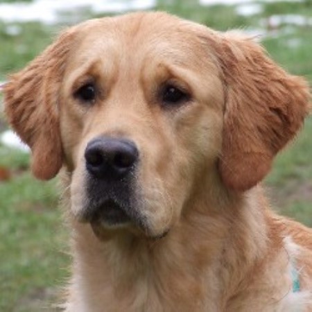 Golden Retriever Breeder in Daventry, Northamptonshire