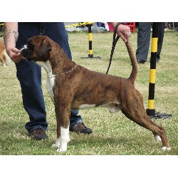 Boxer Stud in Cornwall