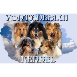 Collie Breeder in Budapest, Hungary, Avon