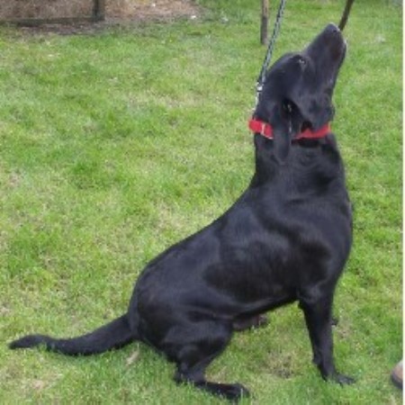 Labrador Retriever Stud in Nottinghamshire