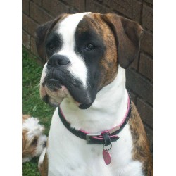 Boxer Breeder in Cenarth, Dyfed