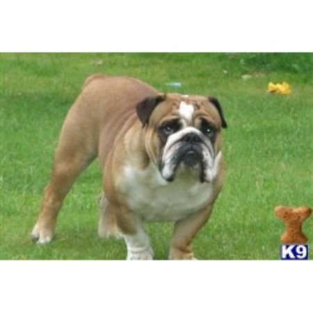 English Bulldog Stud in Cheshire