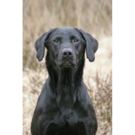 Labrador Retriever Stud in Hampshire