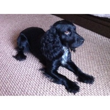 English Cocker Spaniel Stud in North Humberside