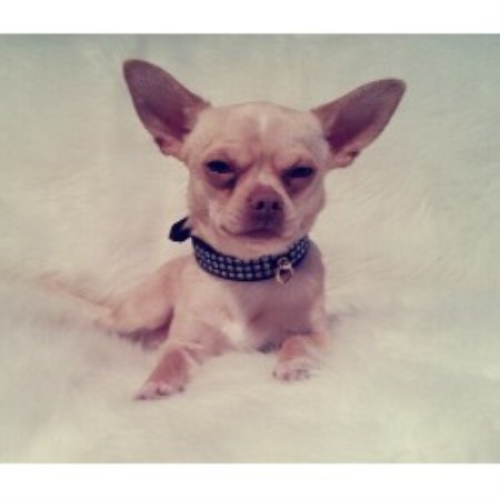 Chihuahua Stud in Somerset