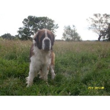 Saint Bernard Stud in Somerset