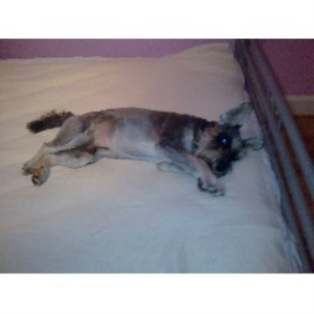 Miniature Schnauzer Stud in Dumfriesshire
