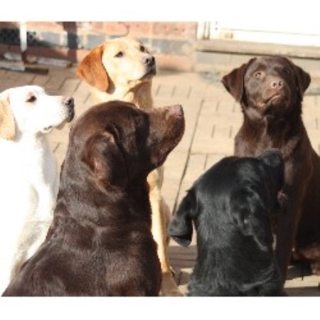 Labrador Retriever Stud in Leicestershire