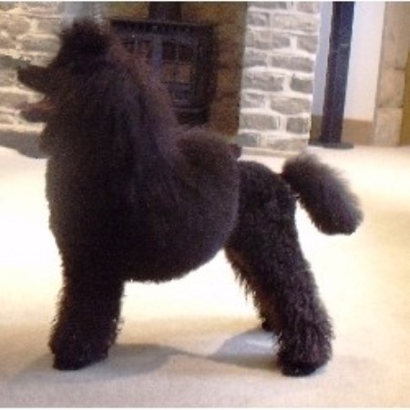 Poodle Miniature Stud in West Yorkshire