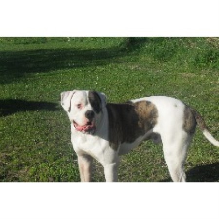 American Bulldog Stud in South Yorkshire