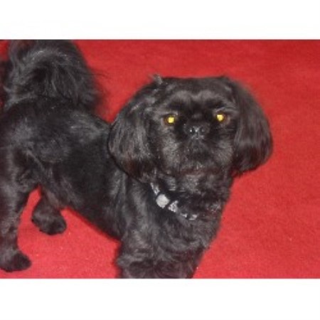 shih tzu northern ireland shih tzu studs in scotland wales and northern ireland shih tzu northern ireland shih tzu studs in scotland wales and northern ireland