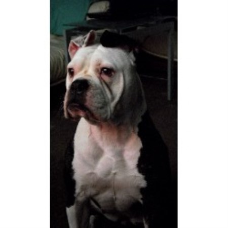 Alapaha Blue Blood Bulldog Breeder in Liverpool, Merseyside
