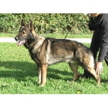 German Shepherd Dog Stud in North Yorkshire