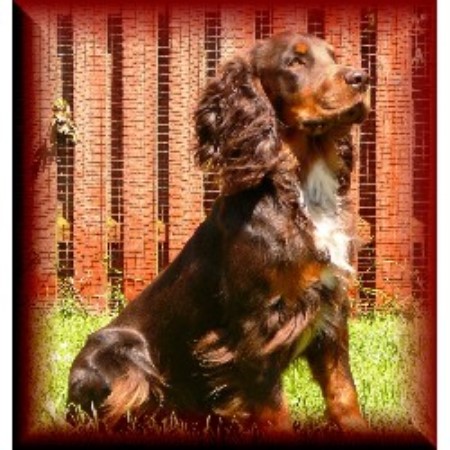 English Cocker Spaniel Stud in Buckinghamshire