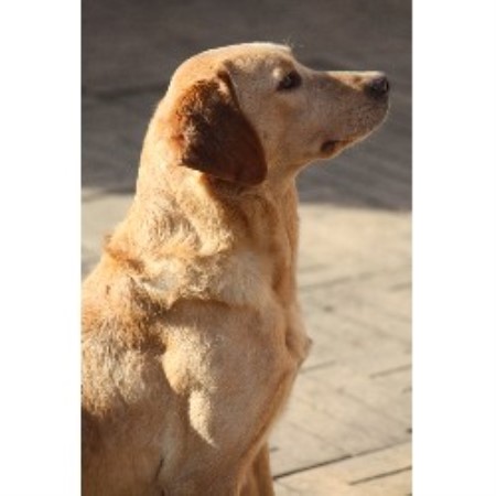 Labrador Retriever Stud in Leicestershire