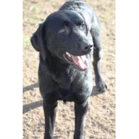 black lab puppies for free black labrador retriever puppies for sale thepetspotcouk uk free breeds picture black lab puppies for free black labrador retriever puppies for sale thepetspotcouk uk free breeds picture