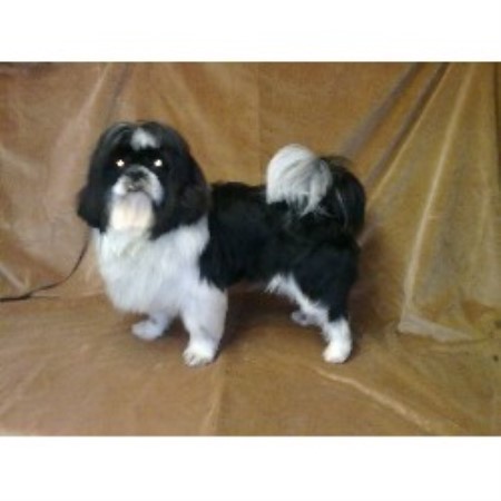 shih tzu northern ireland shih tzu studs in scotland wales and northern ireland shih tzu northern ireland shih tzu studs in scotland wales and northern ireland