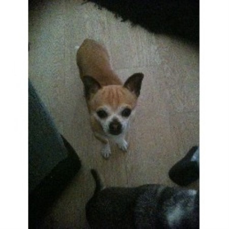 Chihuahua Stud in Tyne and Wear