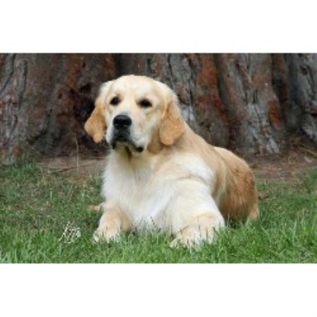 Golden Retriever Breeder in Southampton, Hampshire