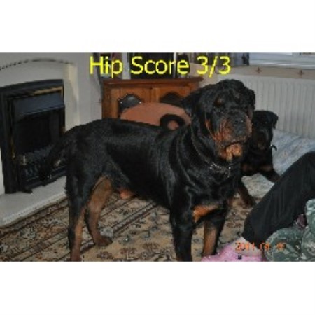 Rottweiler Stud in Cumbria