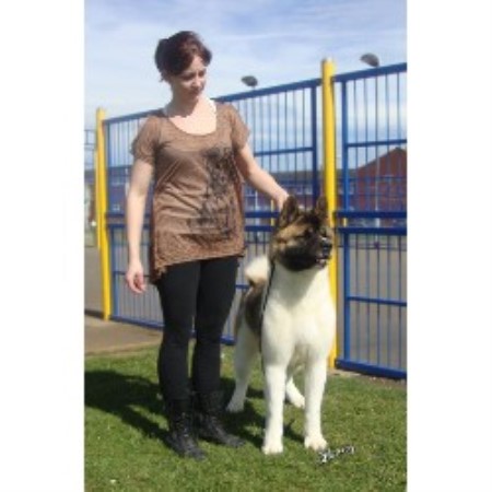 Akita Stud in Lincolnshire