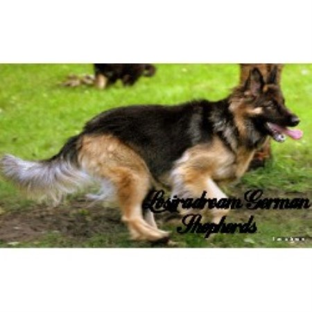 German Shepherd Dog Breeder in Kilmarnock, Ayrshire