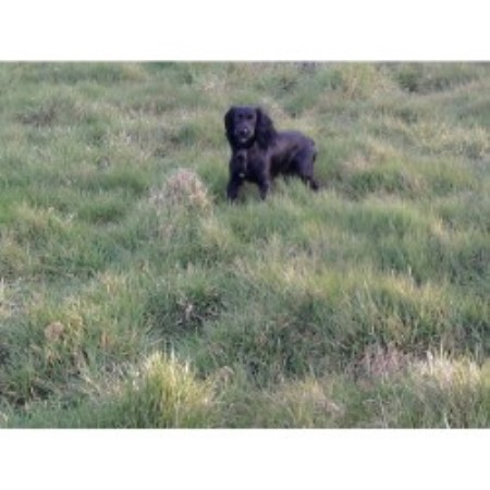 English Cocker Spaniel Stud in Dorset