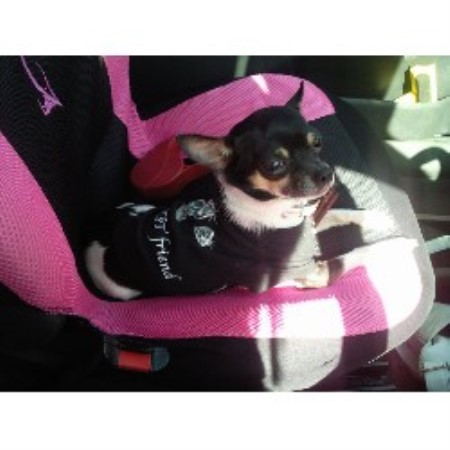 Chihuahua Stud in Tyne and Wear