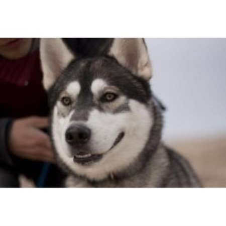 Siberian Husky Stud in Norfolk