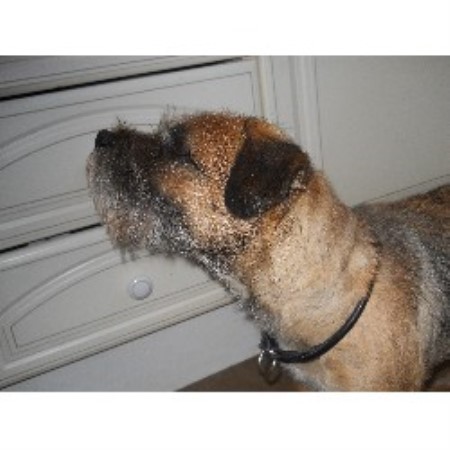 Border Terrier Stud in Cornwall