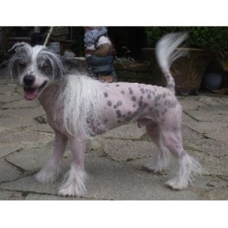 Chinese Crested Breeder in Wisbech, Cambridgeshire