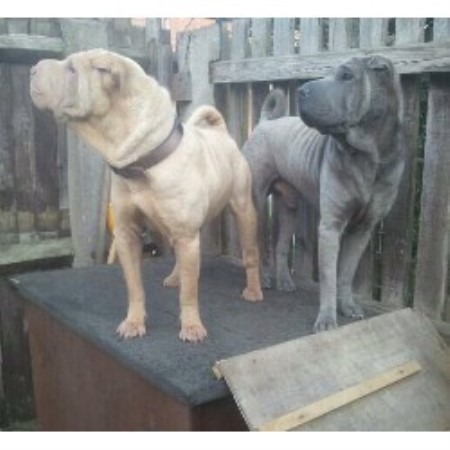 Chinese Shar Pei Stud in Leicestershire
